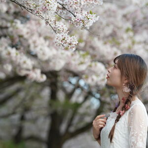 桜吹雪
