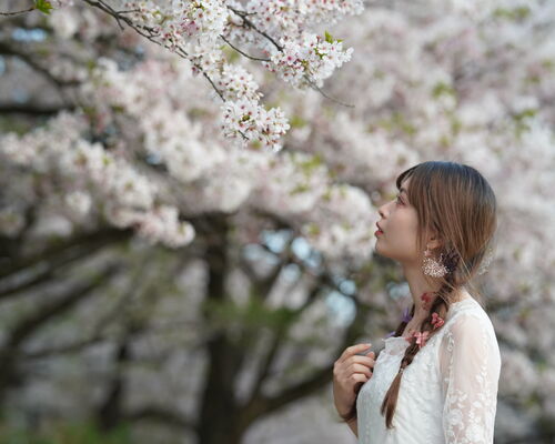 桜吹雪