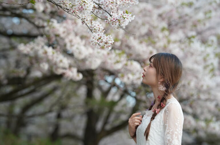 桜吹雪